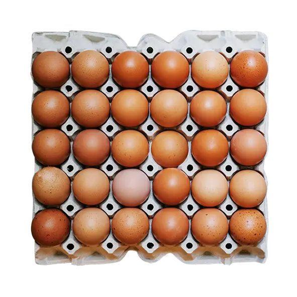 Oeuf M 30 pièces 